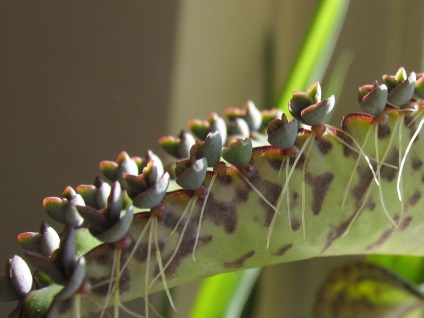 Briophyllum fotografie, tipuri și moduri de îngrijire a unei plante