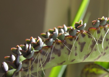 Briophyllum sau Kalanchoe viviparous, consultanță floristică