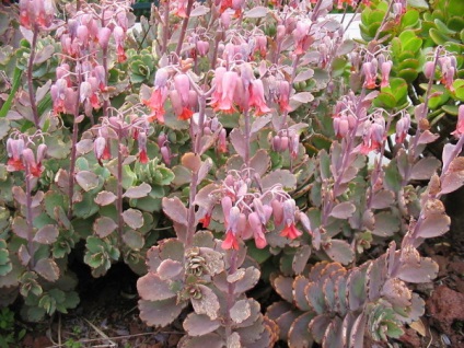 Briophyllum sau Kalanchoe viviparous, consultanță floristică