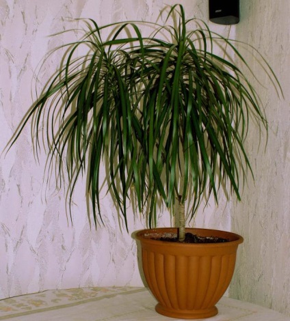 Briophyllum sau Kalanchoe viviparous, consultanță floristică