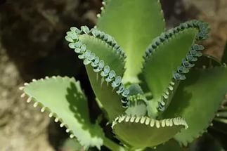 Briophyllum sau Kalanchoe viviparous, consultanță floristică