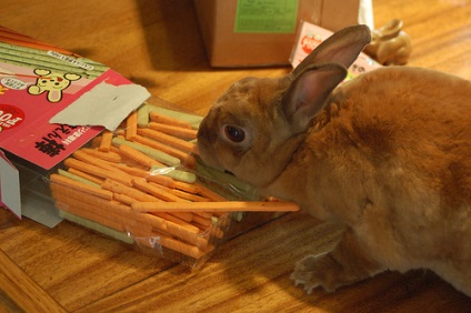Puteți să vă rugăm să ieșiți din iepuri - bunuri - iepuri de hrănire - iepuri de reproducție - articole despre