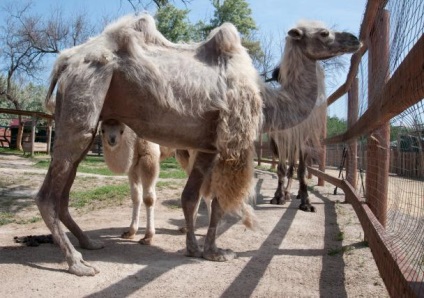 Ceea ce atrage Descrierea orasului Berdyansk City Zoo