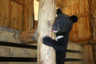 Ceea ce atrage Descrierea orasului Berdyansk City Zoo