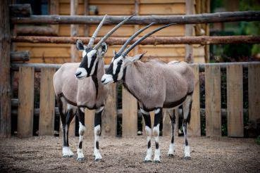 Ceea ce atrage Descrierea orasului Berdyansk City Zoo