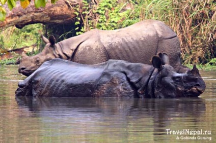 Chitwan - parcul național din Nepal, acesta este un loc pentru toată lumea, un ghid pentru Nepal