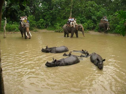 Chitwan este cel mai popular parc național din Nepal