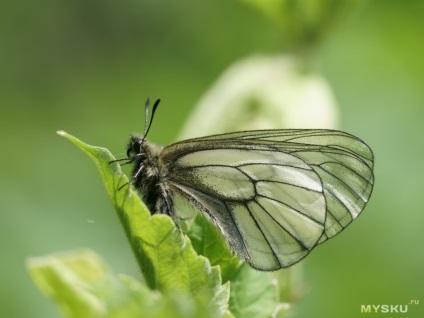 Cilindric pat de flori pliabil pentru fluturi