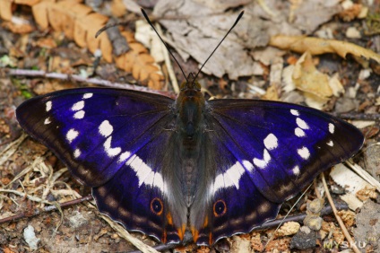 Cilindric pat de flori pliabil pentru fluturi