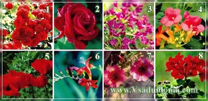 Flori pentru o grădină de flori monocrom (în stil monocrom) - alb, roșu sau galben, un loc despre o grădină,