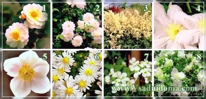 Flori pentru o grădină de flori monocrom (în stil monocrom) - alb, roșu sau galben, un loc despre o grădină,