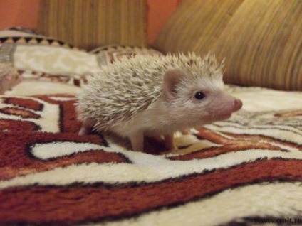 Hedgehog decorativ