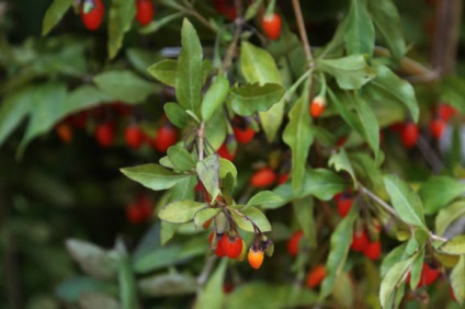 Lycium Barbarum vagy goji