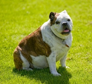 Dieta pentru câini cu obezitate, zona de confort