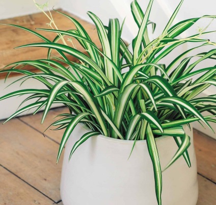 Respirați plantele de oxigen care ar trebui să fie în casă va fi mai ușor