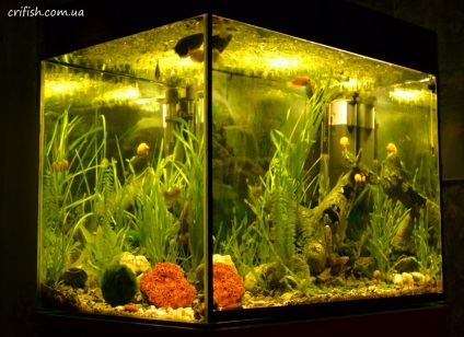 Aquarium design fotografie, video