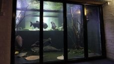 Aquarium design fotografie, video