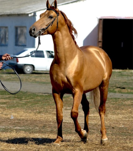 Don horse - o rasă minunată pe punctul de a dispărea