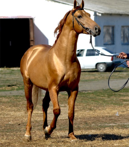 Don horse - o rasă minunată pe punctul de a dispărea