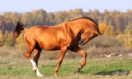 Don horse - o rasă minunată pe punctul de a dispărea