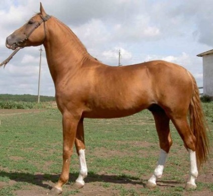 Don fajta lovak fotó, leírás, keletkezéstörténetével - helyszínen a lovak
