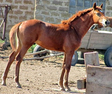 Don fajta lovak fotó, leírás, keletkezéstörténetével - helyszínen a lovak