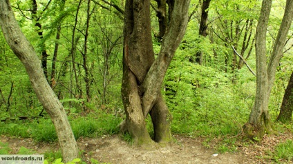 Látnivalók Szocsi Volkonsky dolmen, a világ útjain