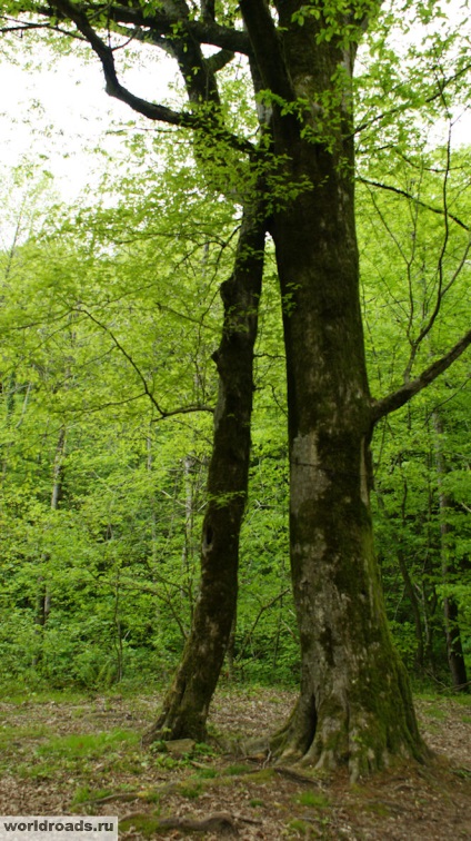 Obiective turistice Sochi Volkonsky dolmen, drumuri de pace