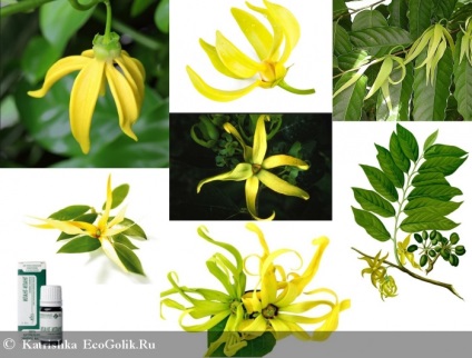 Az illóolaj a ylang-ylang írisz - át ekoblogera katrishka