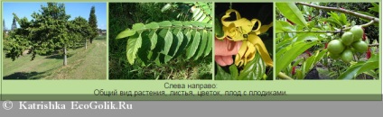 Ulei esențial ylang-ylang iris - tip ecobloker katrishka