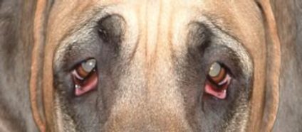 Ectropium kor a kutya - kezelés előtti és utáni képek