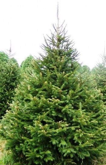 Molid (Picea abies) - Common și proprietățile sale medicinale - grădini Sibiri