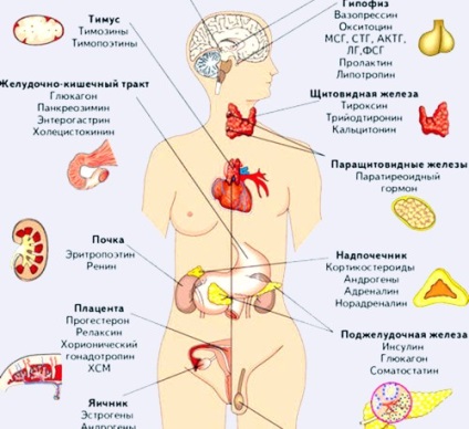 Compoziția și funcția sistemului endocrin uman