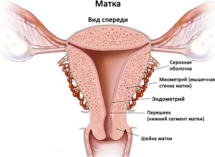 Endometrium - straturi, funcții