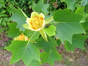 Enciclopedia de plante lyriodendron