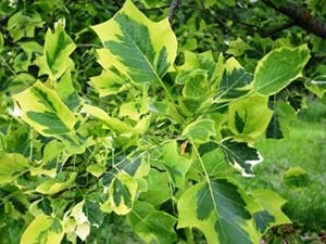 Enciclopedia de plante lyriodendron