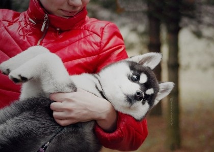 Câinele Erica tsogoeva poate preda o mulțime unei persoane