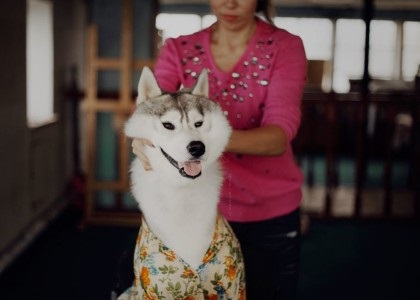 Câinele Erica tsogoeva poate preda o mulțime unei persoane