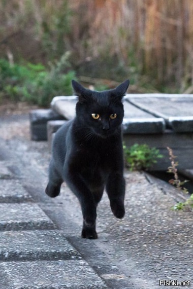 Dacă pisica neagră ți-a traversat calea, atunci are lucruri de cealaltă parte