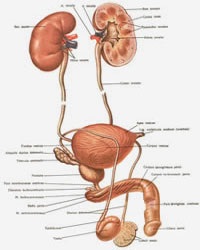 Etiologia, patogeneza, diagnosticul bolilor sistemului urogenital și alte afecțiuni patologice