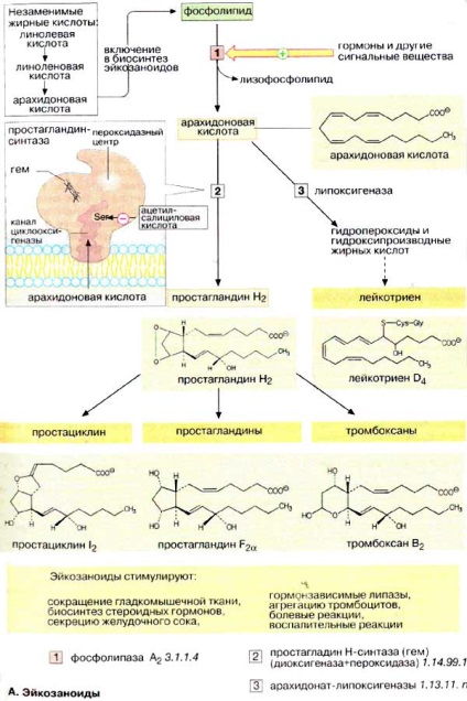 Eicosanoide - regulatori de metabolism; natura chimică, efectele biologice ale eicosanoidelor