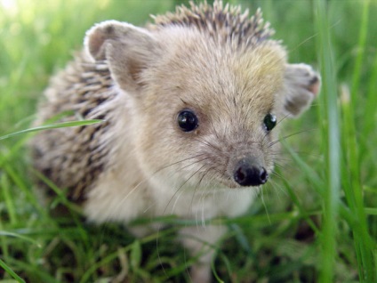 Hedgehog urechi acasă