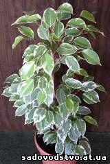 Ficus-ficus - plante frunziș ornamentale - plante de interior - catalog de articole