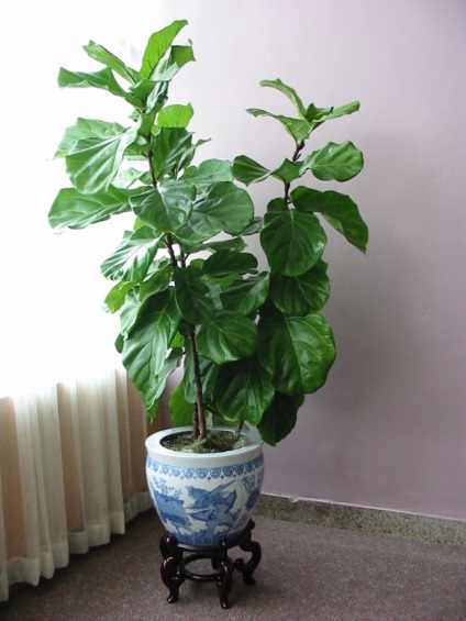 Ficus - floarea confortului de acasă