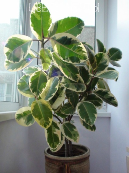 Ficus - floarea confortului de acasă