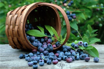 Unde și când să căutați și să colectați fructe de pădure în calendarul fructelor de pădure