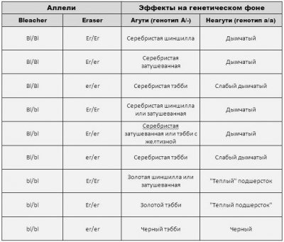 Baza genetică a culorilor aurii - pisici misterioase