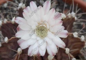 Gimnokalitsium - îngrijirea cactusului, transplantul, selecția solului, înflorire, probleme