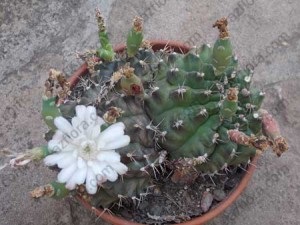 Gimnokalitsium - îngrijirea cactusului, transplantul, selecția solului, înflorire, probleme