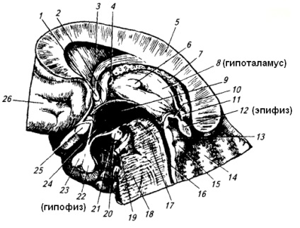 Hipotolă, glandă hipofizară, epifiză